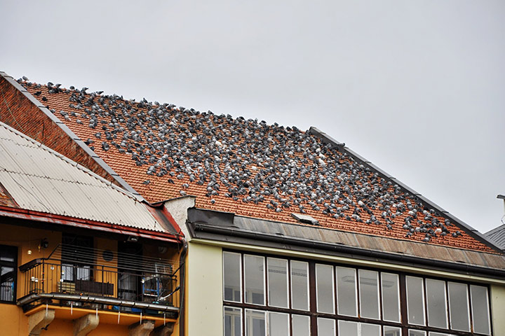 A2B Pest Control are able to install spikes to deter birds from roofs in Bebington. 
