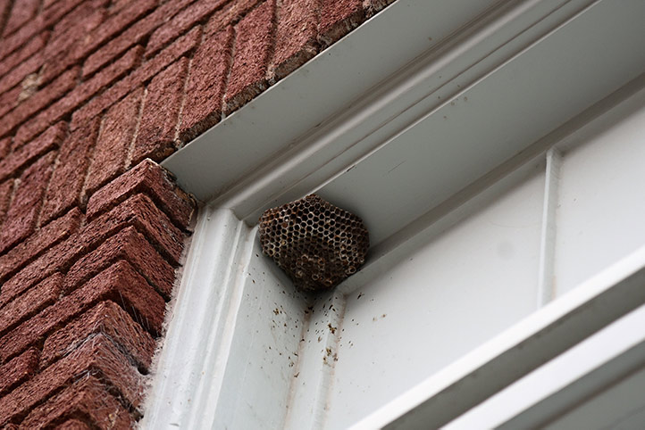 We provide a wasp nest removal service for domestic and commercial properties in Bebington.